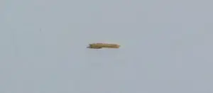 Carlos Blaaker - Zeefdruk, Rush - Ingelijst kopen? Bied vanaf 35!