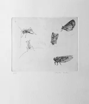 Charles Donker - prachtig gedetailleerde ets ‘Insecten’ - oplage 80 kaufen? Bieten Sie von 230!