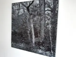 Erwin van Krey - Wald kopen? Bied vanaf 350!