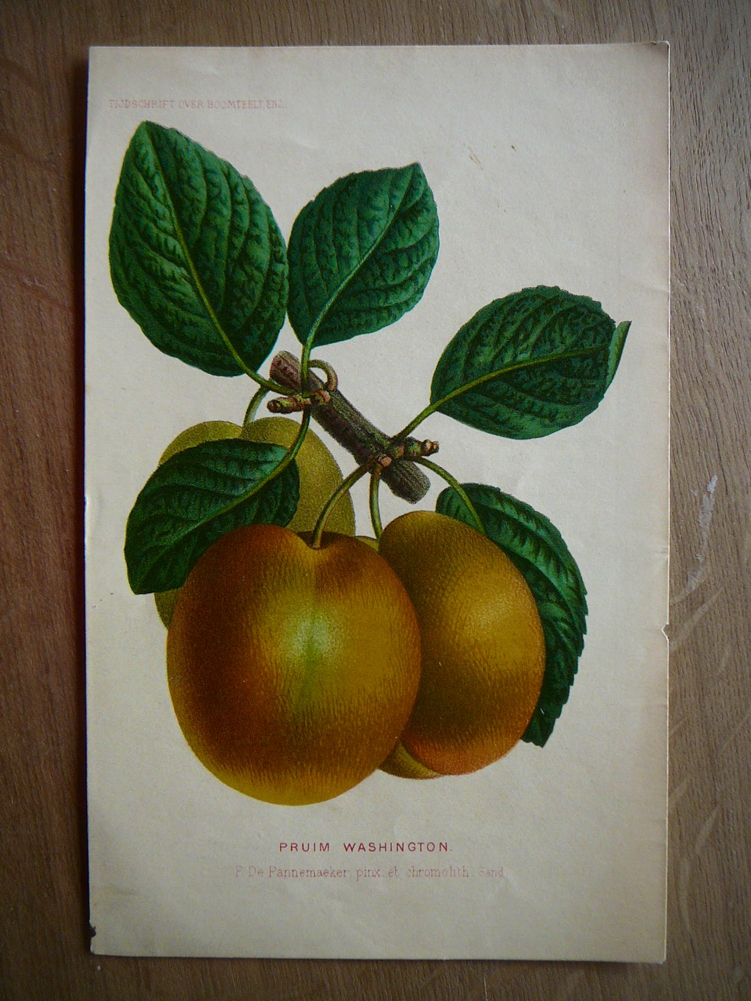 Pierre Joseph de Pannemaeker - Pruim Washington verkocht voor € 25!