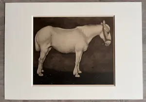 Jan Mankes - Originele Heliogravure Wit Paard 1923 kopen? Bied vanaf 165!