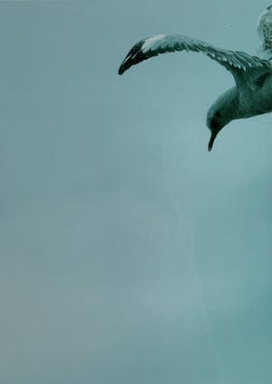 Paul den Hollander - kleurenfoto - 'Untitled' - 1984 (Achterzijde gesigneerd) kopen? Bied vanaf 75!