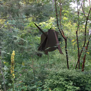 Theo Niermeijer - Vogel kopen? Bied vanaf 2000!