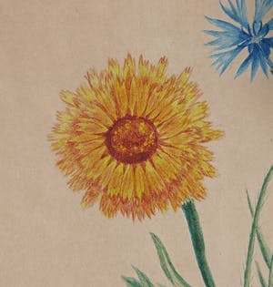 Niet of onleesbaar gesigneerd - Aquarel, Paardenbloem, Distels en Klaproos kopen? Bied vanaf 1!