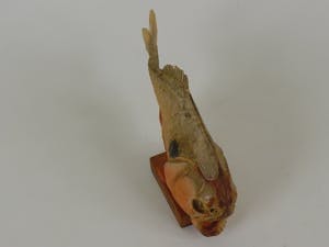 Curiosa - Piranha uit Venezuela kopen? Bied vanaf 1!