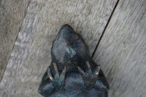 Astrid Veldhuyzen-Koppen - kikker kopen? Bied vanaf 15!