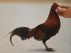 Koen Vanmechelen - Feeding chicken kopen? Bied vanaf 895!