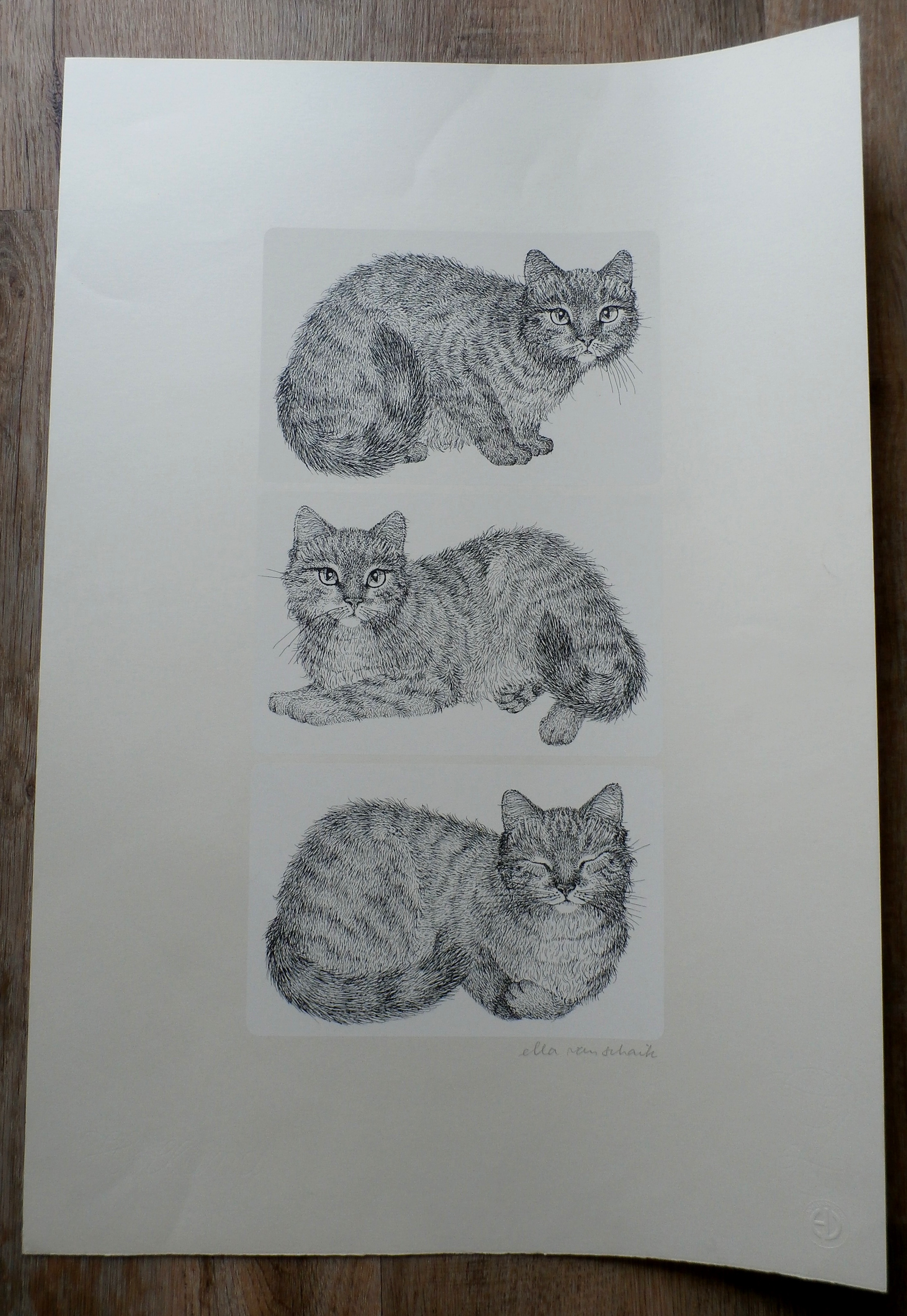 Ella van Schaik - zeefdruk: poes (3 afbeeldingen) kopen? Bied vanaf 45!