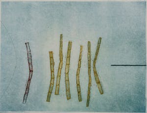 Jan Montyn - Exception - 20/25 - 1989 - kleurenets op papier kopen? Bied vanaf 20!