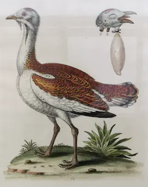 George Edwards - twee Gevogelte prenten kopen? Bied vanaf 19!