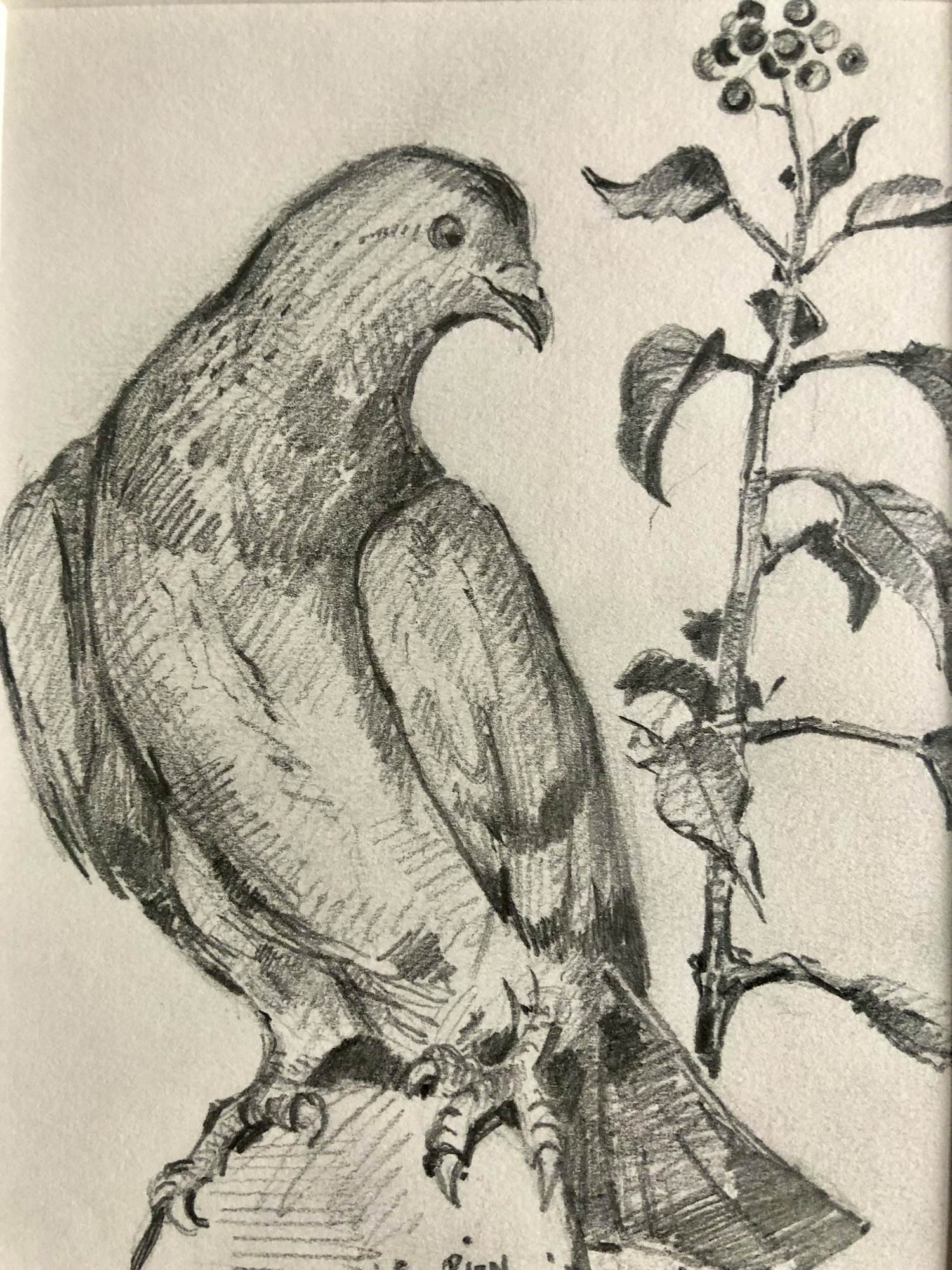 Rien Goené - Duif kopen? Bied vanaf 80!