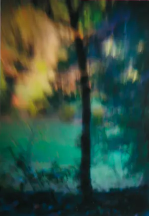 Hans van Ommeren - Set van twee foto's op dibond, Lichtspel in bos kopen? Bied vanaf 100!