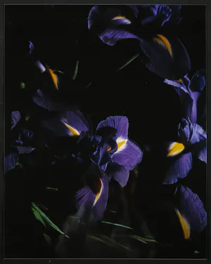 Marie-Jo Lafontaine - L' Iris bleu kopen? Bied vanaf 149!