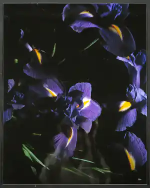 Marie-Jo Lafontaine - L' Iris bleu verkocht voor € 149!