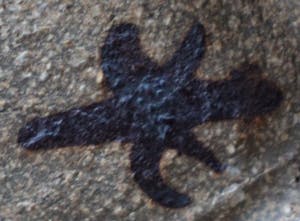 Ada Stel - Keramiek schaaltje in de vorm van een vis kopen? Bied vanaf 45!