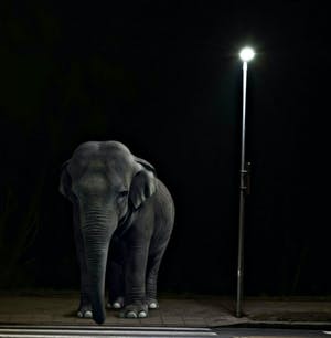 Mr. Strange - Le Pachyderme kopen? Bied vanaf 65!