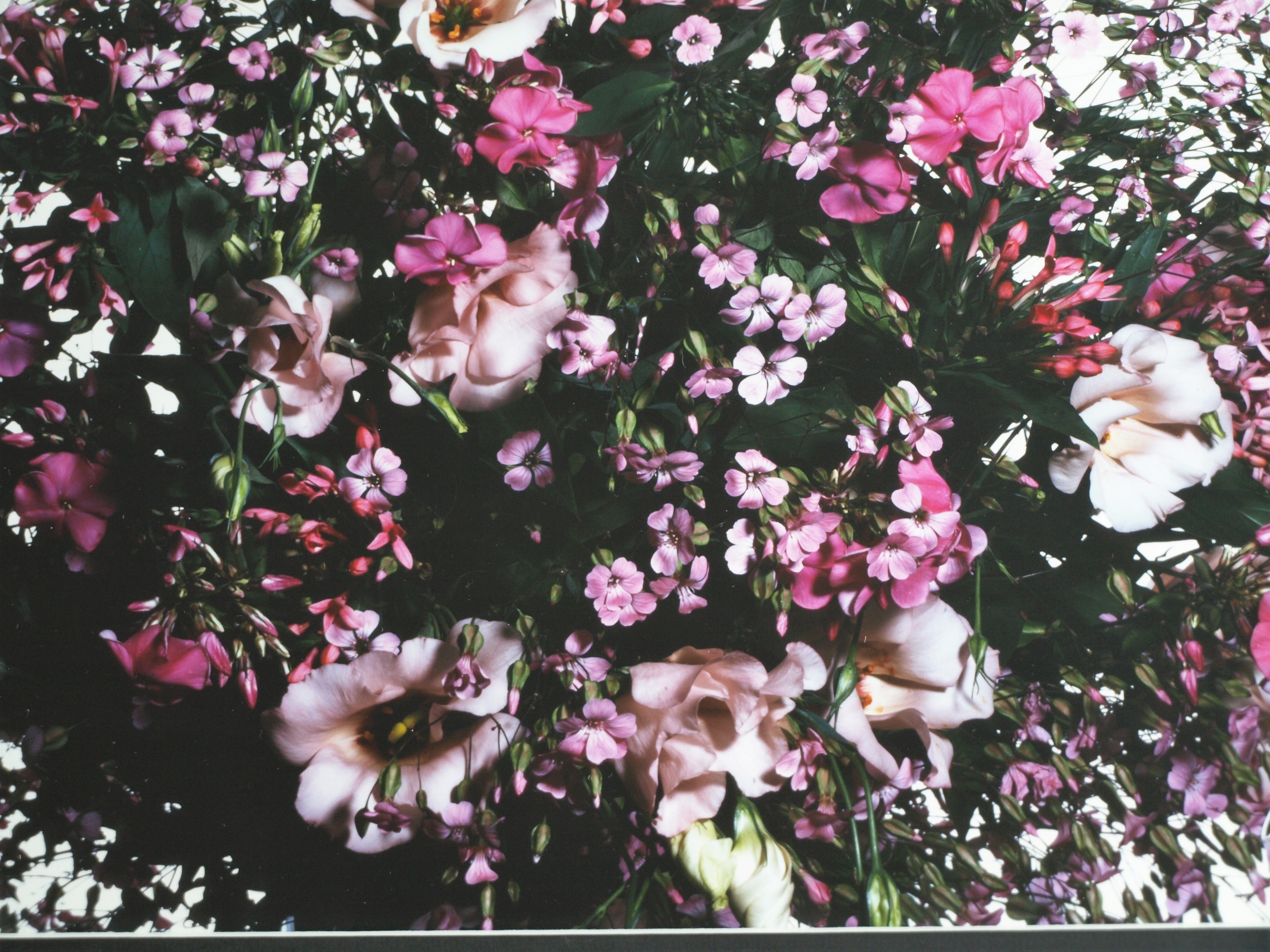 Paul Huf - Foto - Flowers – gesigneerd & ingelijst - 1984  kopen? Bied vanaf 75!