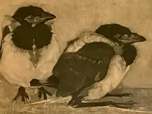 Jan Mankes - Twee jonge eksters kopen? Bied vanaf 185!