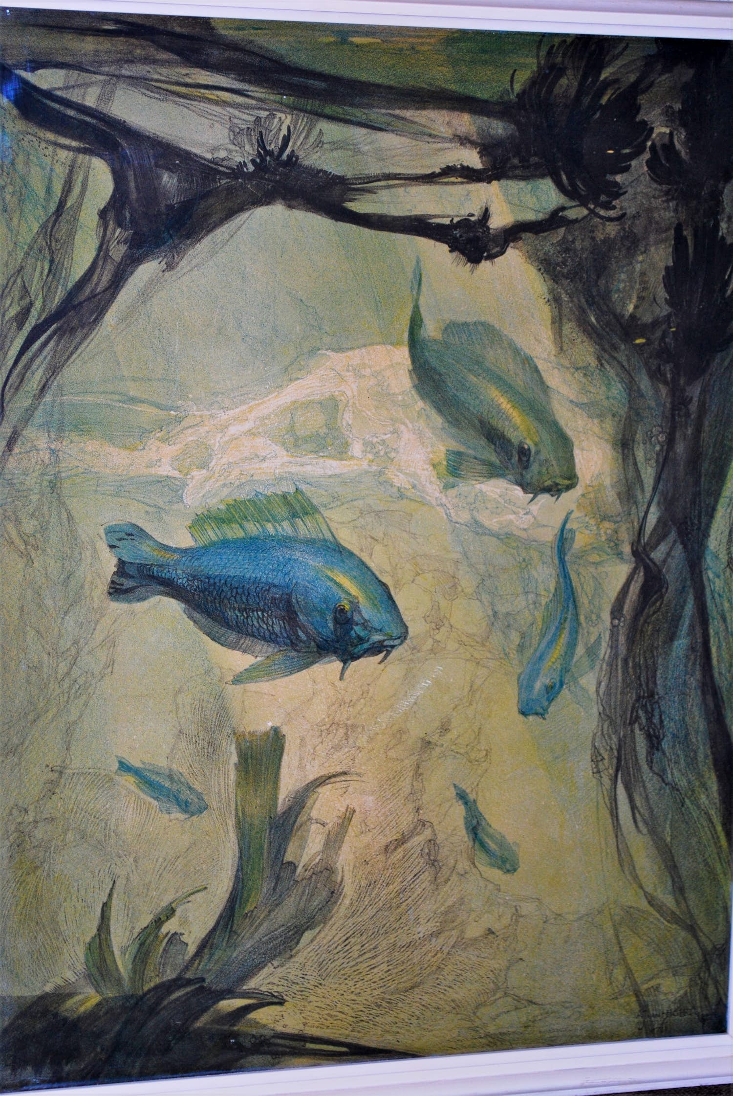 Adriaan van 't Hoff - Vissen en waterplanten - grote kleurenlitho verkocht voor € 45!