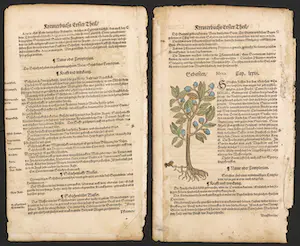 Adam Lonitzer - Handgekleurde houtsnede, Twee pagina's uit het Kräuterbuch kopen? Bied vanaf 1!