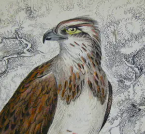 Buy Edward Lear - Osprey? Bid from 22!