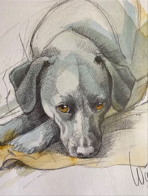 Walty Dudok van Heel - Labrador kopen? Bied vanaf 50!