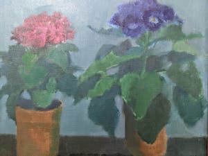 Nico van Bekkum - Gineraria's kopen? Bied vanaf 10!