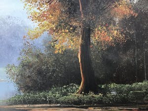 Niet of onleesbaar gesigneerd - Boom. kopen? Bied vanaf 1!