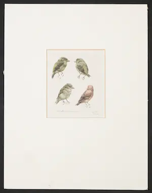 Peter Vos - Aquarel, Noord-Hollands Duinreservaat kopen? Bied vanaf 300!