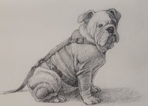 Ella van Schaik - Bulldog kopen? Bied vanaf 20!