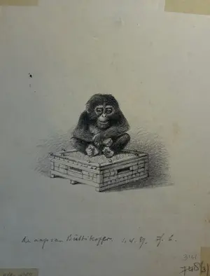 Theo van Hoytema - Chimpansee/De aap van Büttigofer kopen? Bied vanaf 30!