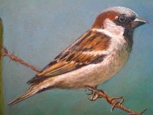 Hans Habraken - Mus op prikkeldraad kopen? Bied vanaf 275!