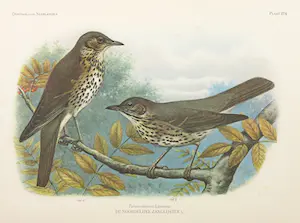 Eduard Daniël van Oort - Chromolitho, Lot van vier voorstellingen uit 'De Vogels van Nederland' kopen? Bied vanaf 1!