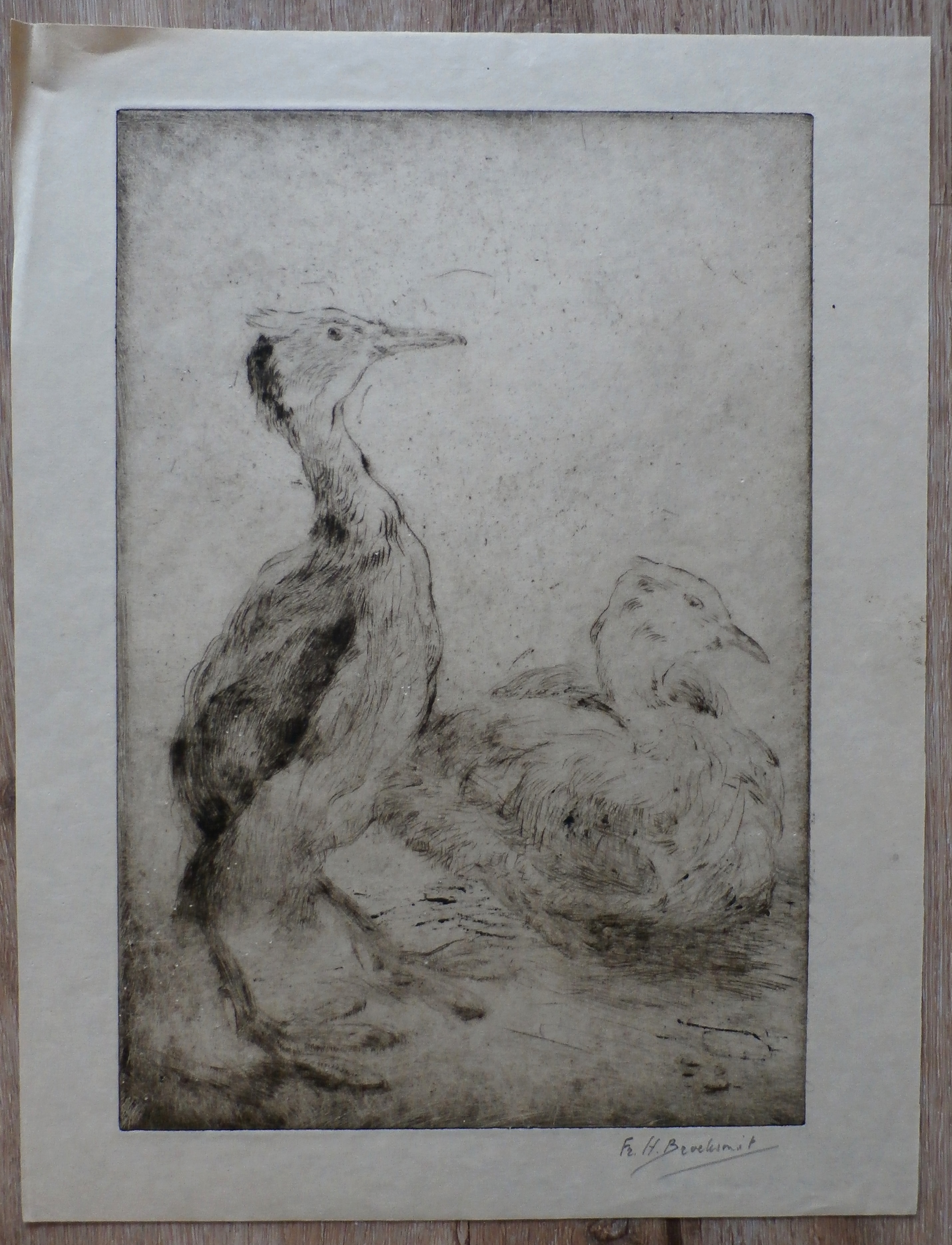 Frederika Broeksmit - ets: dieren kopen? Bied vanaf 45!