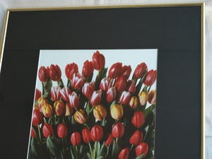 Paul Huf - Foto , Flowers : Gemengde Tulpen – gesigneerd & ingelijst - 1984 kopen? Bied vanaf 1!