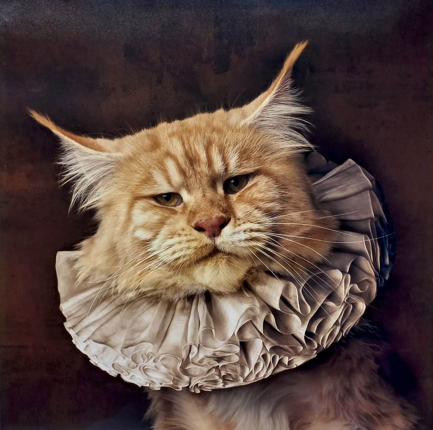 Marie Cecile Thijs - White Collar Cat III, lambdaprint (prachtig ingelijst) kopen? Bied vanaf 1500!