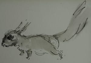 Niet of onleesbaar gesigneerd - Ingelijste pentekening en gewassen inkt , “Eekhoorn“ kopen? Bied vanaf 1!