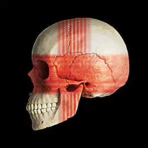 Mr. Strange - Human Skulls of the World - Set of 4 Giclees kopen? Bied vanaf 85!