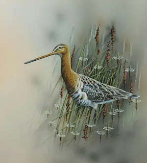 Jan Weenink - Gouache, Grutto - Ingelijst kopen? Bied vanaf 200!