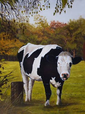 Jan Teunissen - Twee kalveren in weiland kopen? Bied vanaf 200!