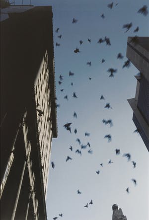 Arthur Martin - Pigeons in the sky / NYC '88 kopen? Bied vanaf 50!