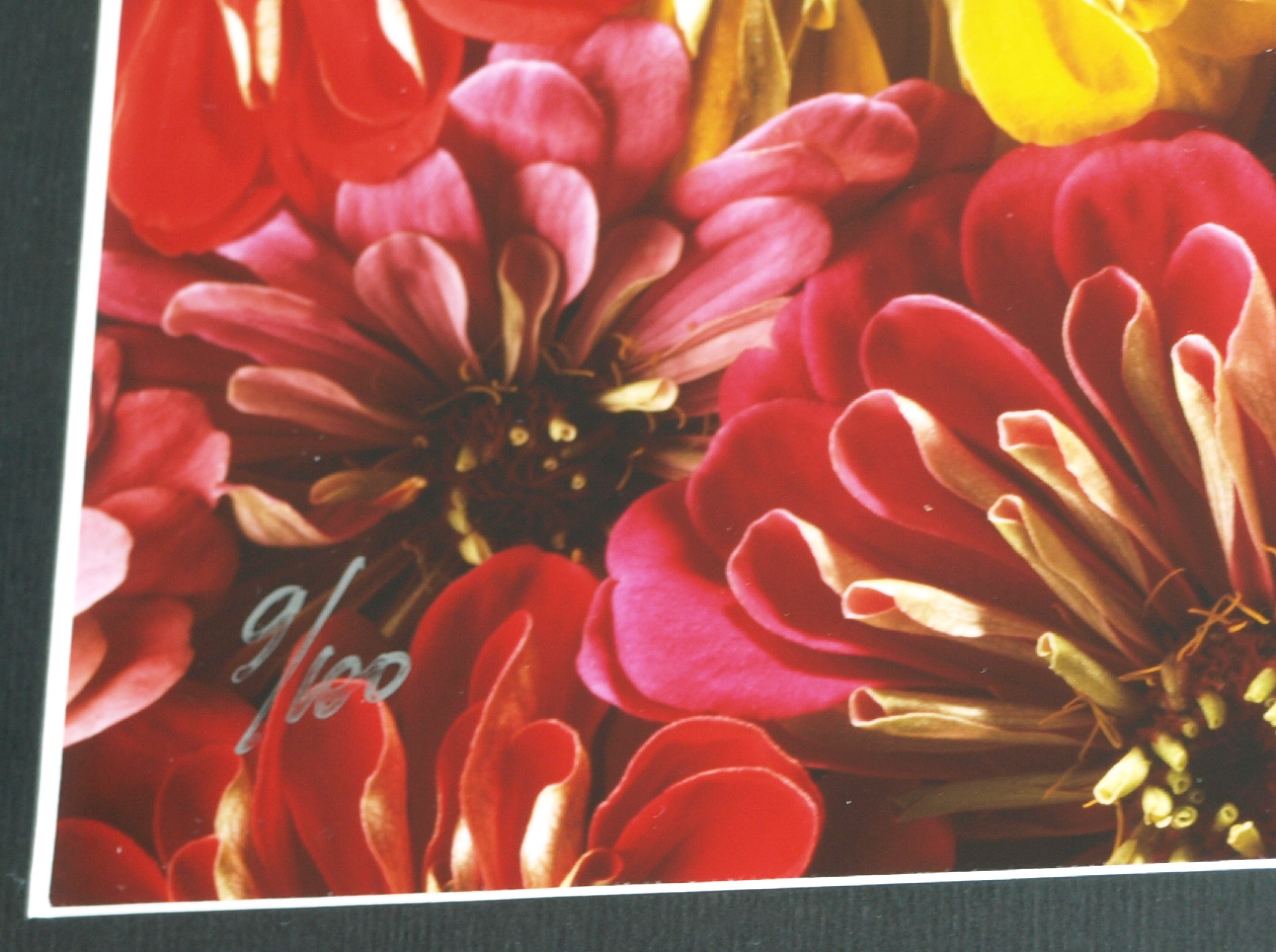 Paul Huf - Foto , Flowers , Bloemen – gesigneerd & ingelijst - 1984 - 60 x 50 cm kopen? Bied vanaf 75!