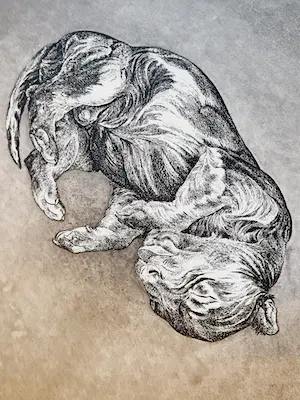 Dick Stolwijk - Realistische - kleine oplage (50) eigen druk - Ets "slapende pup" - potloodges kopen? Bied vanaf 1!