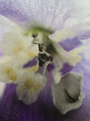Marc Mulders - kleurendruk - 'Delphinium' - 2010 kopen? Bied vanaf 240!