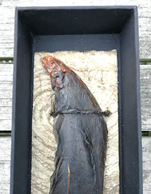 Yvonne Struys - Vleugel. Animalia. kopen? Bied vanaf 119!