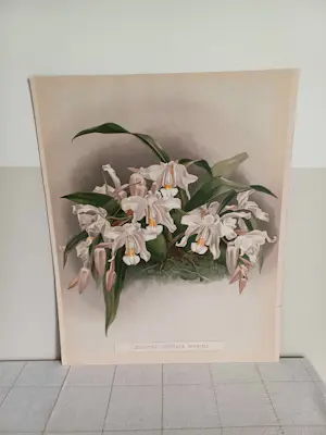 Henry George Moon - Originele Chromolithografie ‘Reichenbachia’ 1888 kopen? Bied vanaf 85!