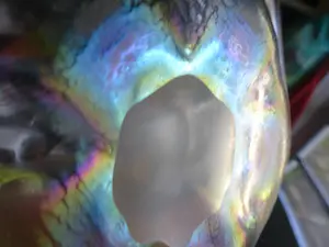 Willem Rozendaal - Tin-craquelé coquille schaal met prachtige iriserende luster kleuren kopen? Bied vanaf 50!