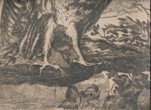 Cornel Kwint - Torenuil kopen? Bied vanaf 35!