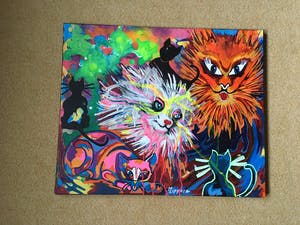 Zippora Sahanaja - Krankzinnige katten kopen? Bied vanaf 10!