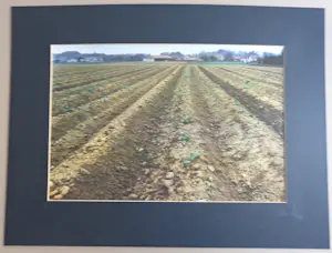 Paul Huf - AKKER / C-PRINT / 60x80cm / SIG / 1985 / PASSE-PARTOUT kopen? Bied vanaf 45!
